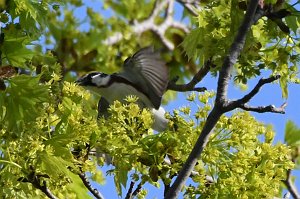 Warbler, Chestnut-sided, 2017-05186997 Biddeford Pool, ME